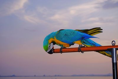 Low angle view of bird perching on rope