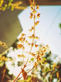 Low angle view of yellow flowers against sky