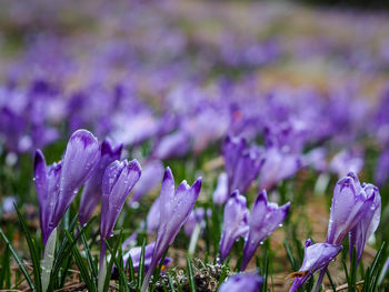 Close-up of purple crocus flowers on field