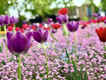 Close-up of pink tulips in park