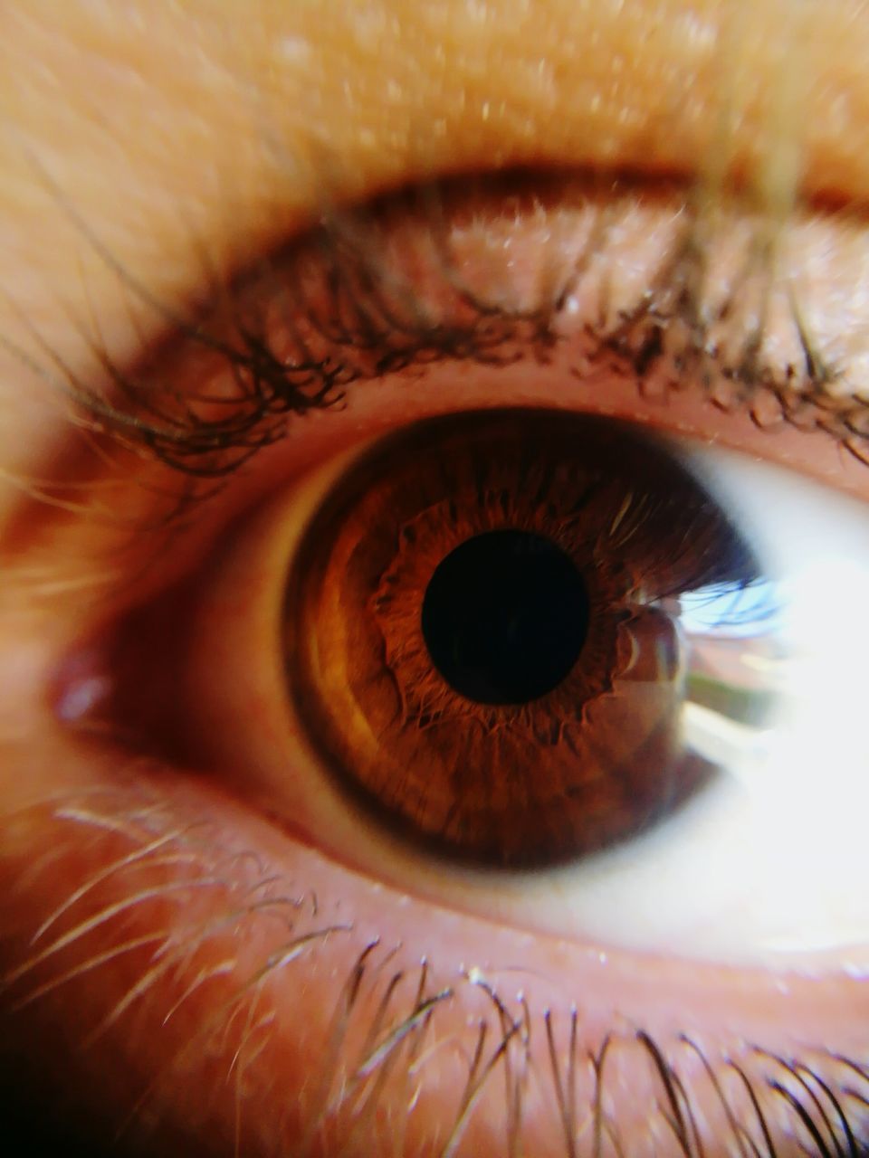 human eye, eyelash, eyesight, human body part, real people, iris - eye, eyeball, sensory perception, one person, close-up, backgrounds, iris, vision, day, people
