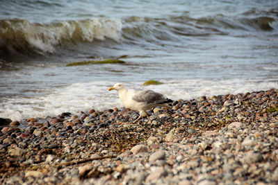 High angle view of seagull on beach