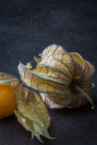 High angle view of winter cherry fruits on table