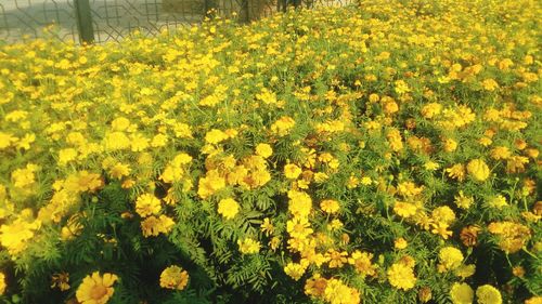 Yellow flowers blooming in field