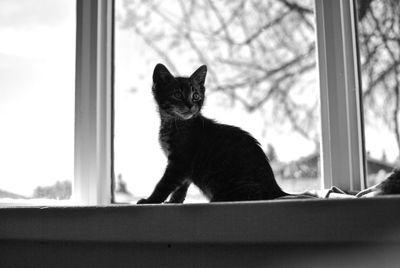 Black cat looking through window