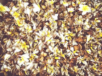 High angle view of yellow leaves on field