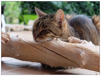 Close-up of cat resting