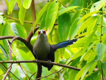 Close-up of bird perching on branch