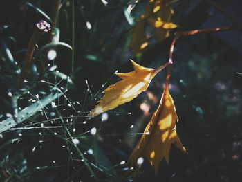 Close-up of dry maple leaves on tree