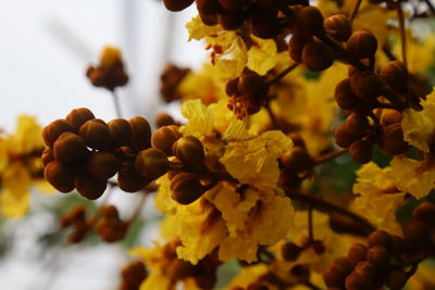 Close-up of grapes growing on plant