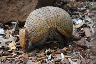 Close up of an armored armadillo walking in wood chips.