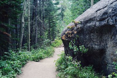 Footpath in forest