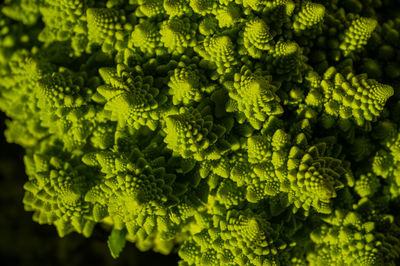 Romanesco cabbage with fractal structures