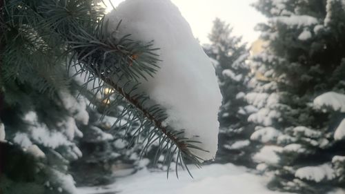 Close-up of christmas tree during winter