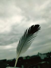 Close-up of feather against sky