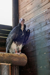 Close-up of bird perching on wood