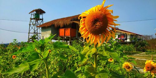 Sunflowers against cloudy sky
