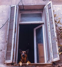 Portrait of a dog looking through window