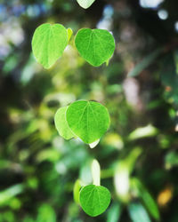 Close-up of green leaves against blurred background