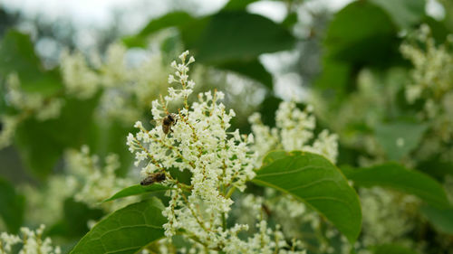 Close-up of white flowering plant