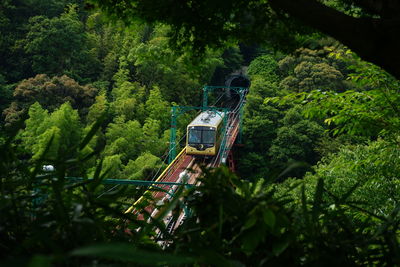 Panoramic view of trees in forest