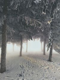 Trees on snow covered land