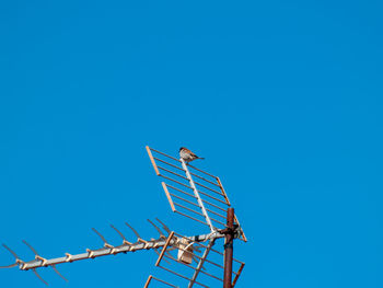 Low angle view of bird perching on pole against clear blue sky