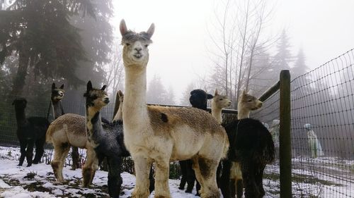 Alpacas in animal pen