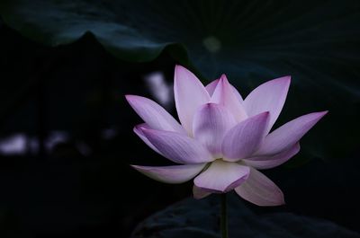 Close-up of pink water lily in pond