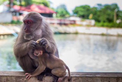 Monkeys sitting outdoors