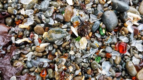 High angle view of shells on pebbles