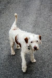 High angle view of dog standing on road