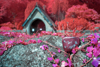 Close-up of pink flowering plants