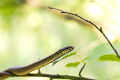 Close-up of a lizard on leaf