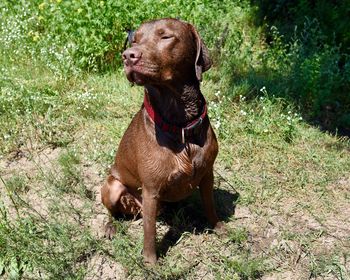 Close-up of labrador retriever sitting on grass