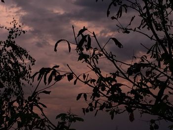 Low angle view of silhouette tree against sky