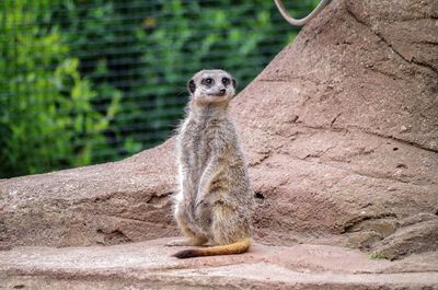 Portrait of lion standing in zoo