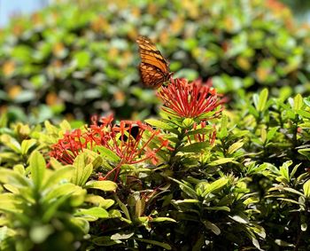 Close-up of butterfly pollinating on flower