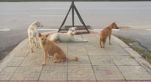 High angle view of dogs on footpath