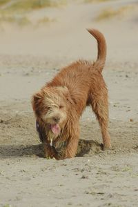 Lion on wet sand at beach