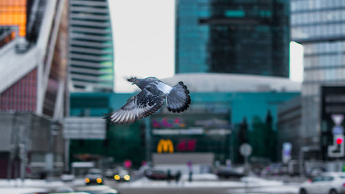 Close-up of bird flying in city