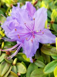 Close-up of flowers blooming outdoors