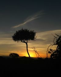 Silhouette tree against dramatic sky during sunset