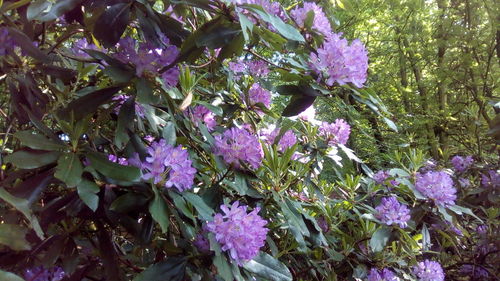 Close-up of purple flowering plant