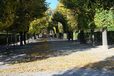 Footpath amidst trees in park