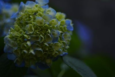 Close-up of flower blooming outdoors