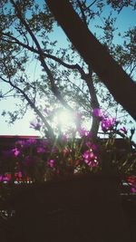 Low angle view of flower trees against sky