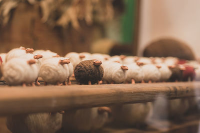 Close-up of sheep on table