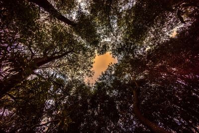 Low angle view of trees in forest