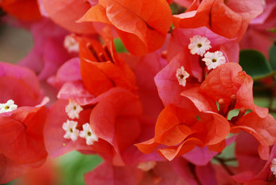 Close-up of red flowering plant